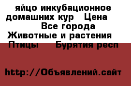 яйцо инкубационное домашних кур › Цена ­ 25 - Все города Животные и растения » Птицы   . Бурятия респ.